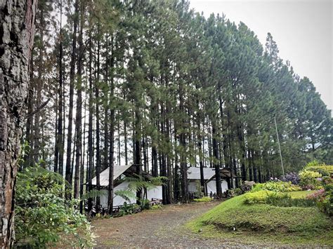 dahilayan gardens and resort|dahilayan bukidnon.